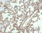 Caveolin-1 Rabbit mAb ABZ4910