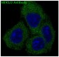 MEK1/2 Rabbit mAb ABZ4911