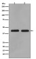 MEK1/2 Rabbit mAb ABZ4911