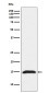 Fragilis Rabbit mAb ABZ4912