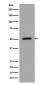 FLI1 Rabbit mAb ABZ4913
