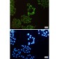 CAP1 Rabbit mAb ABZ4914