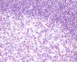 Rel B Rabbit mAb ABZ4915