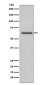 Rel B Rabbit mAb ABZ4915