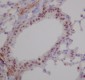 RUNX1/2/3 Rabbit mAb ABZ4916