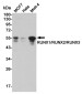 RUNX1/2/3 Rabbit mAb ABZ4916