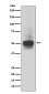 RUNX1/2/3 Rabbit mAb ABZ4916