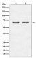 E2F1 Rabbit mAb ABZ4918