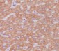 Cytochrome C Rabbit mAb ABZ4921