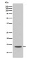 Cytochrome C Rabbit mAb ABZ4921