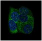 YB1 Rabbit mAb ABZ4923