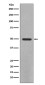 YB1 Rabbit mAb ABZ4923