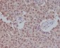 SUMO1 Rabbit mAb ABZ4924