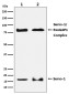 SUMO1 Rabbit mAb ABZ4924