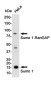 SUMO1 Rabbit mAb ABZ4925