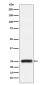 GRB2 Rabbit mAb ABZ4926