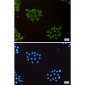 Ubiquitin 60S Ribosomal Protein L40 Rabbit mAb ABZ4927