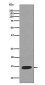 Lysozyme Rabbit mAb ABZ4929