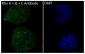 RhoA/B/C Rabbit mAb ABZ4930