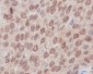 RhoA/B/C Rabbit mAb ABZ4930