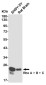 RhoA/B/C Rabbit mAb ABZ4930