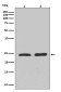RhoA/B/C Rabbit mAb ABZ4930