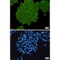RhoA/B/C Rabbit mAb ABZ4931