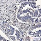 RhoA/B/C Rabbit mAb ABZ4931