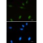 Islet 1 Rabbit mAb ABZ4933