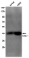 Islet 1 Rabbit mAb ABZ4933