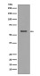 CCR3 Rabbit mAb ABZ4941
