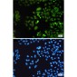DUSP3 Rabbit mAb ABZ4942