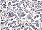 DUSP3 Rabbit mAb ABZ4942