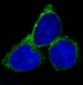 Rab7 Rabbit mAb ABZ4943