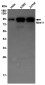 Mre11 Rabbit mAb ABZ4945