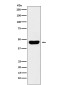 CD134 Recepter Rabbit mAb ABZ4948