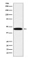 LIS1 Rabbit mAb ABZ4949