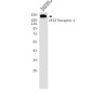 VEGF Receptor 2 Rabbit mAb ABZ4959