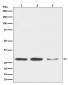DDIT3 Rabbit mAb ABZ4960