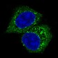 AKT1/2/3 Rabbit mAb ABZ4964