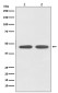 Angiotensin II Type 1 Receptor Rabbit mAb ABZ4967