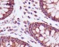 TSPO/PBR Rabbit mAb ABZ4968