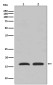 TSPO/PBR Rabbit mAb ABZ4968