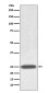 Aquaporin 1 Rabbit mAb ABZ4969