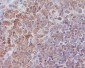 SHP1 Rabbit mAb ABZ4970