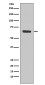 SHP1 Rabbit mAb ABZ4970
