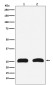 HMGB2 Rabbit mAb ABZ4973