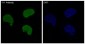 YY1 Rabbit mAb ABZ4975
