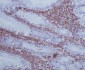 GAP43 Rabbit mAb ABZ4977