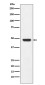 GAP43 Rabbit mAb ABZ4977